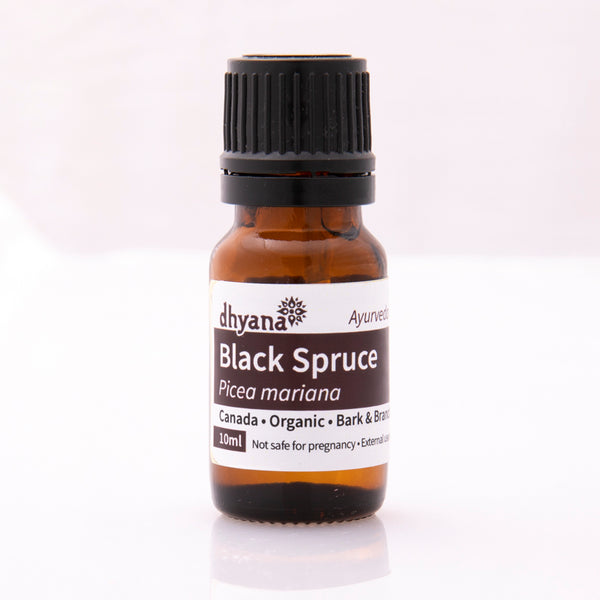 BLACK SPRUCE