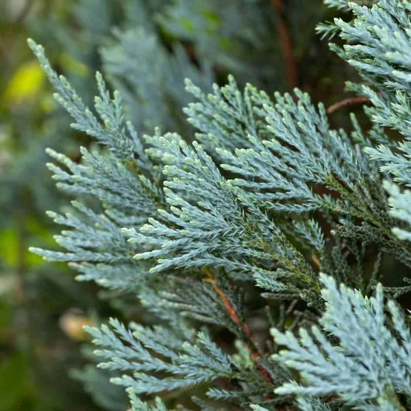 BLUE CYPRESS