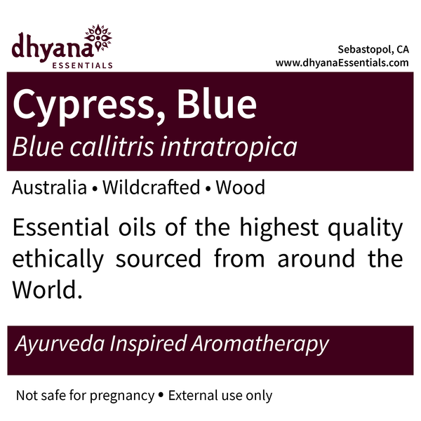 BLUE CYPRESS