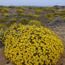 Load image into Gallery viewer, HELICHRYSUM