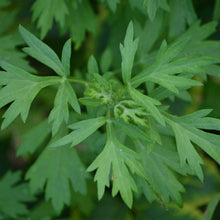 Load image into Gallery viewer, MUGWORT