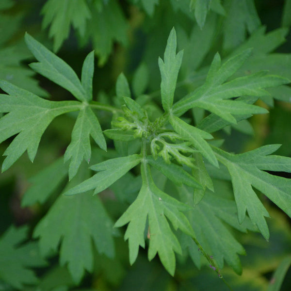 MUGWORT