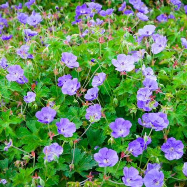 ROSE GERANIUM