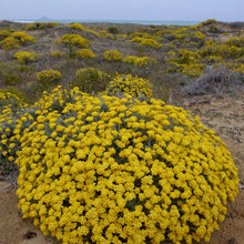 Load image into Gallery viewer, HELICHRYSUM
