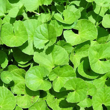 Load image into Gallery viewer, BRAHMI GOTU KOLA
